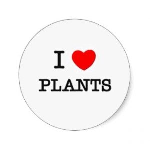 Πόσο Εξαρτόμαστε Από Τα Φυτά