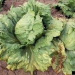 Πως να Προλάβετε Προσβολές από Ασθένειες και Εχθρούς σε Λαχανικά και Κηπευτικά