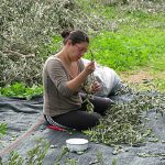 Φτιάχνω Λάδι - Από το Μάζεμα της Ελιάς έως το Ελαιοτριβείο