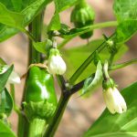 Πως Καλλιεργώ Πιπεριές - Οδηγίες και Συμβουλές