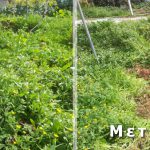 Εργασίες τον Φεβρουάριο Στον Κήπο Μου