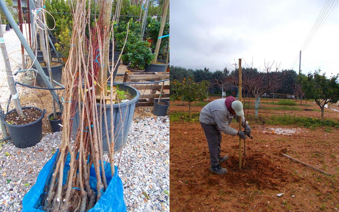 Πως Φυτεύω Γυμνόριζα Δέντρα