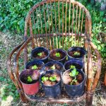 Λαχανικά σε γλάστρες. Ντομάτες, πιπεριές, κολοκύθια, αγγούρια, μαρούλια