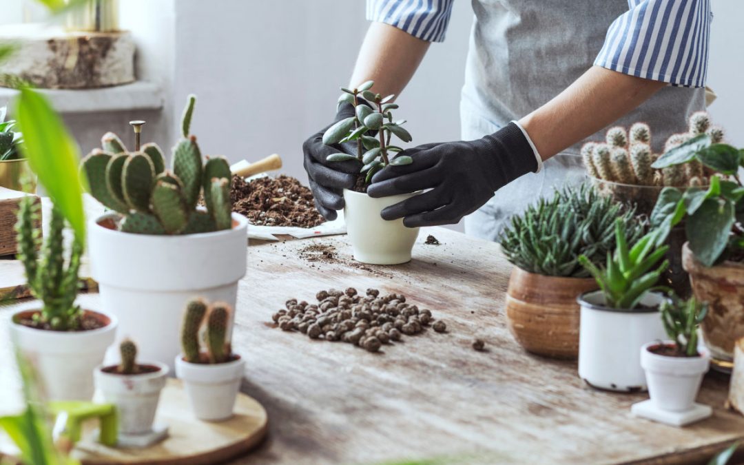 Ιδέες για να αξιοποιήσει το Internet ένα φυτώριο, γεωπονικό κατάστημα, κέντρο κήπου