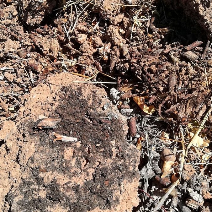 Πως είναι το χώμα δύο χρόνια μετά την ενσωμάτωση κλαδεμάτων και wood chips σε παρτέρι