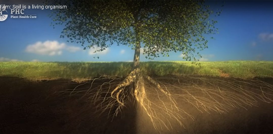 Υγιή φυτά. Το χώμα είναι ένας ζωντανός οργανισμός. Ρίζες φυτών, ριζοβακτήρια, μύκητας μικόρριζα, Χούμο