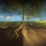 Υγιή φυτά. Το χώμα είναι ένας ζωντανός οργανισμός. Ρίζες φυτών, ριζοβακτήρια, μύκητας μικόρριζα, Χούμο Υγιή φυτά. Το χώμα είναι ένας ζωντανός οργανισμός. Ρίζες φυτών, ριζοβακτήρια, μύκητας μικόρριζα, Χούμο