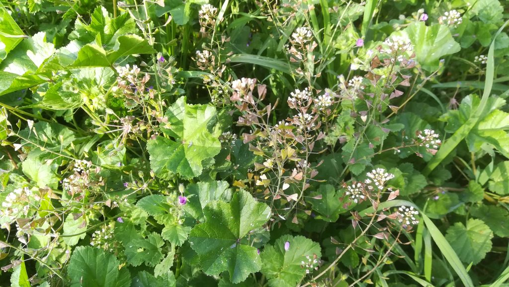 Capsella bursa-pastoris (L.) Medik.