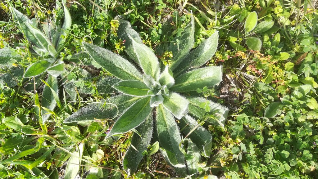 Echium asperrimum Lam.