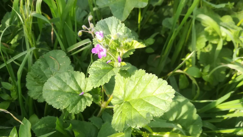 Erodium cicutarium (L.) L'Hér.