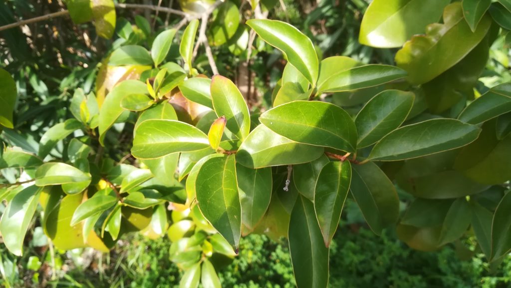 Λιγούστρο - Ligustrum lucidum W.T.Aiton