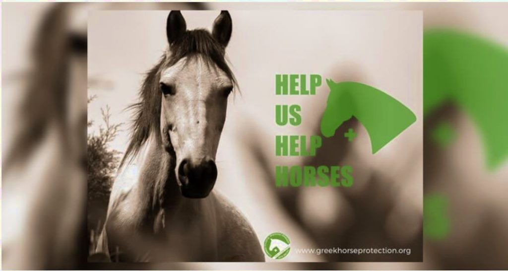 Help Us Help Horses - Ελληνικός Σύλλογος Προστασίας Ιπποειδών