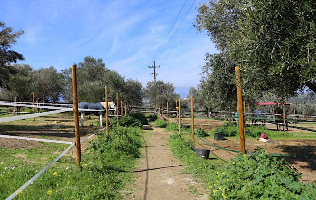 Ελληνικός Σύλλογος Προστασίας Ιπποειδών