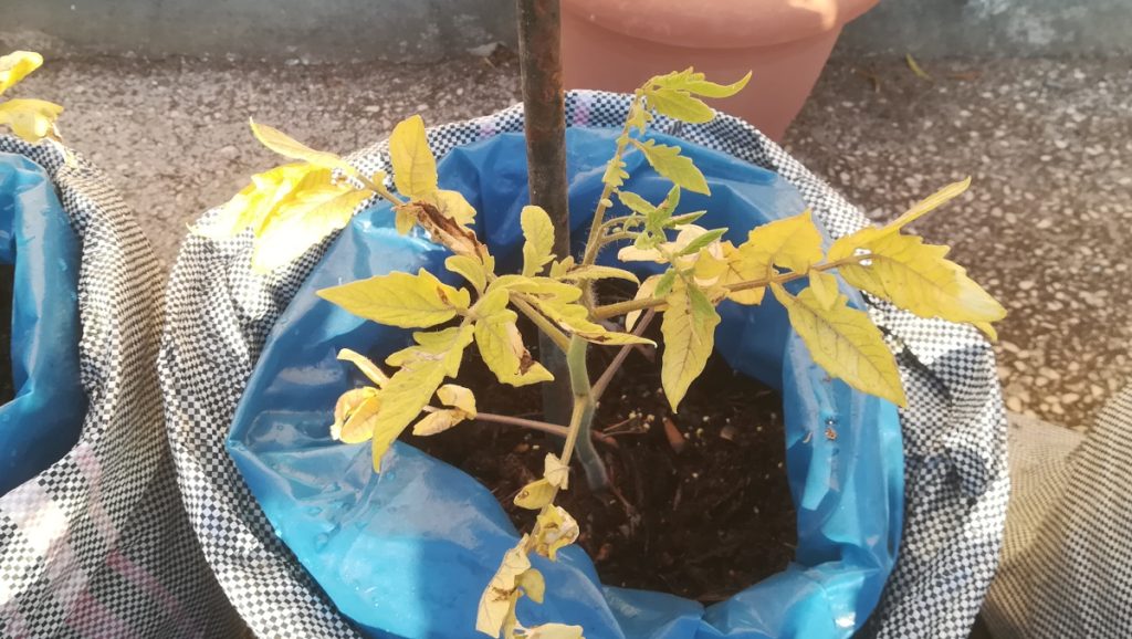 Η εικόνα που είχαν τα φυτά ντομάτας Κίτρινα αντί για πράσινα.