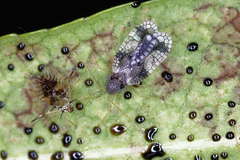 Tingidae (Lace Bugs)