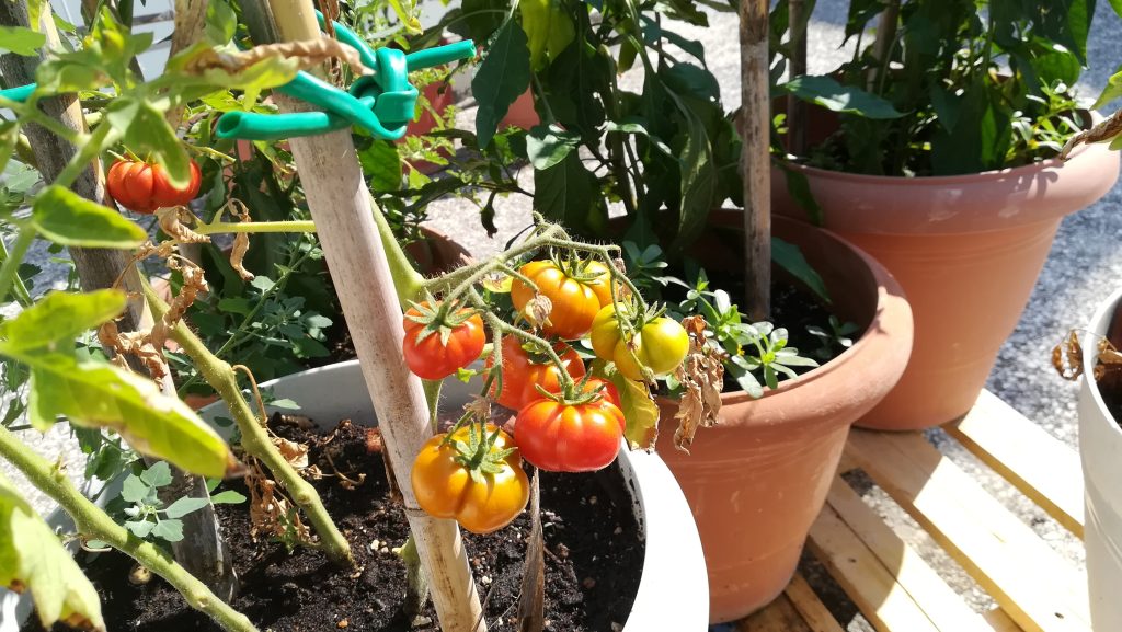 Ντομάτες Σαντορίνης - Καλλιέργεια σε γλάστρα στην πόλη