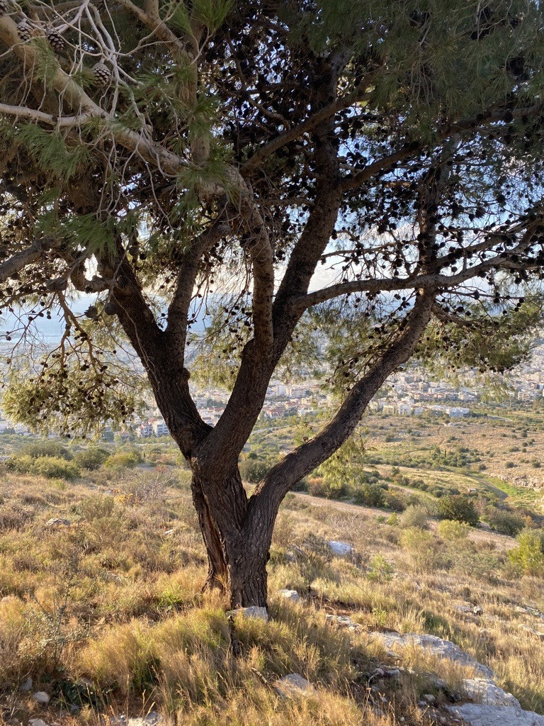 Η διαμόρφωσή του με τα μακριά κλαδιά και την μεγάλη απόσταση από το έδαφός επέτρεψε σε αυτό το πεύκο να επιβιώσει της πυρκαγιάς  παρά την εύφλεκτη φύση του