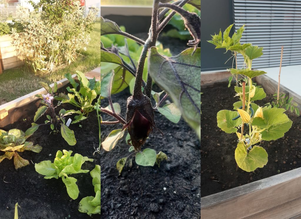 Οι αστικές καλλιέργειες (urban gardening) έχουν απόδοση. Βιέννη, Αυστρία.