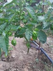 20200903 175446(1) 20200903 175446(1)