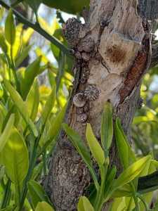 saligaria christoforos 2022 03 29 03