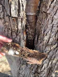 saligaria christoforos 2022 03 29 01