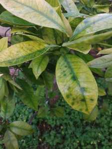 πορτοκαλια