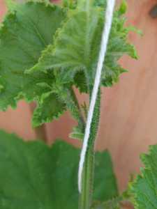 IMG 20210613 104808 IMG 20210613 104808