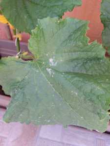 IMG 20210613 104755 IMG 20210613 104755