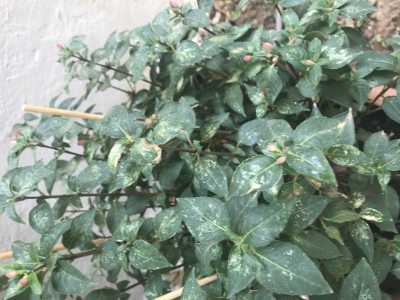 1179A682 BCFB 4385 BF03 D14C185AD1B6 1179A682 BCFB 4385 BF03 D14C185AD1B6