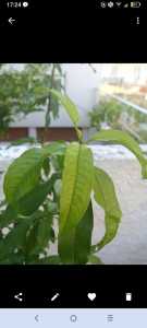 Screenshot 2021 06 20 17 24 27 051 Screenshot 2021 06 20 17 24 27 051