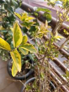 IMG 20220130 120837 IMG 20220130 120837