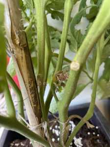 2F94C124 2BFF 4343 AAED E8BA32513B4A