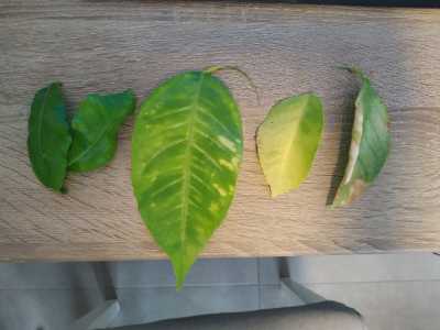 φυλλα φυλλα