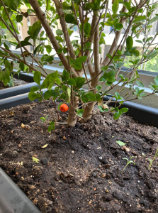 Screenshot 2025 06 17 at 12.00.20