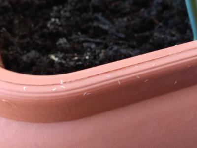 IMG 20200430 175842 IMG 20200430 175842