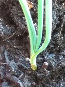 IMG 20200430 181550 IMG 20200430 181550