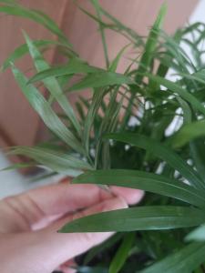 15892781767232586721346945945242 15892781767232586721346945945242